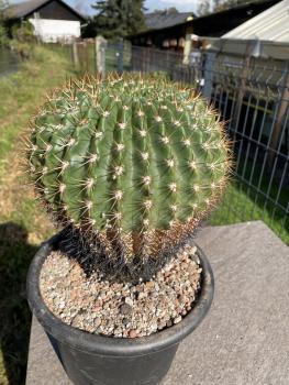 Soehrensia bruchii